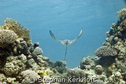 spotted eagle ray (aetobatis narinari) taken at sofitel h... by Stephan Kerkhofs 